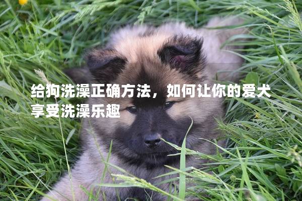 給狗洗澡正確方法，如何讓你的愛犬享受洗澡樂趣